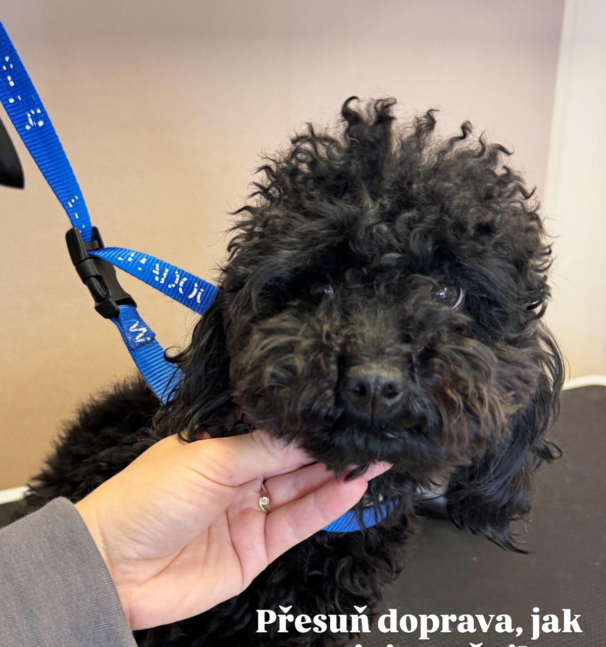 Černá pudlice Dixie před úpravou se zplstnatělou srstí