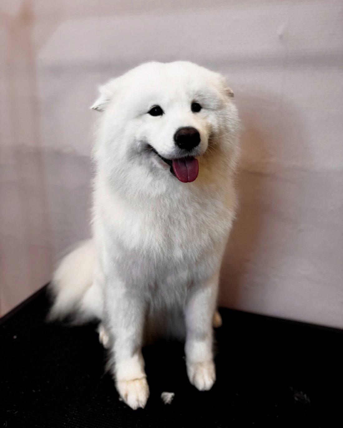 Usměvavý samojed po kompletní úpravě